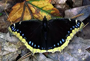 Nymphalid: Mourning Cloak