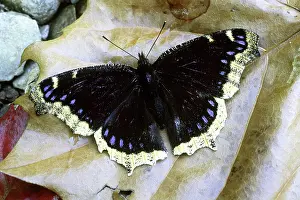 Vanessa: Mourning Cloak Butterfly