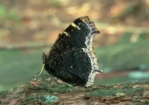 Nymphalid: Mourning Cloak Butterfly