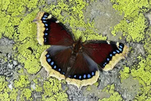 Antiopa: Mourning Cloak Camberwell Beauty Grand Surprise