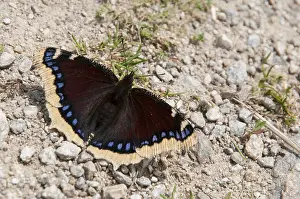 Antiopa: Mourning cloak (Nymphalis antiopa) resting on