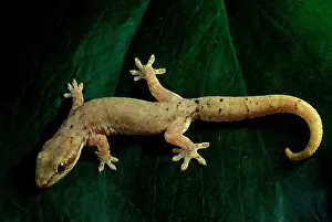 Mourning: Mourning / Common smooth-scaled gecko