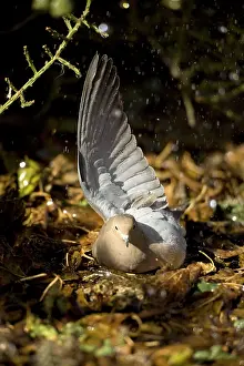 Zenaida: Mourning Dove