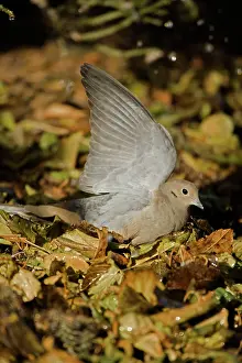 Zenaida: Mourning Dove