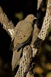 Zenaida: Mourning Dove