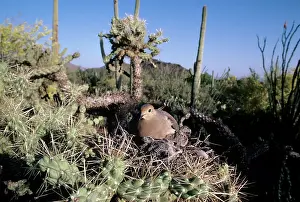 Mourning: MOURNING DOVE