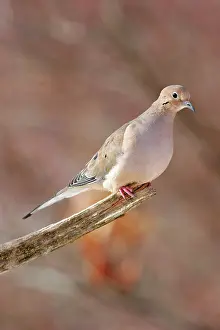 Zenaida: Mourning Dove