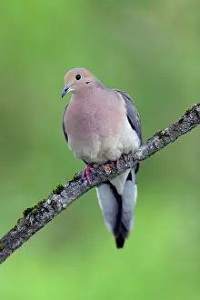 Zenaida: Mourning Dove