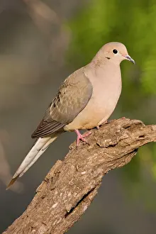 Zenaida: Mourning Dove