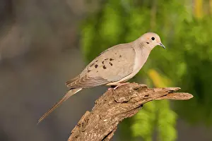 Zenaida: Mourning Dove