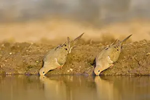 Zenaida: Mourning Dove
