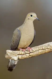 Zenaida: Mourning Dove