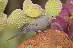 Zenaida: Mourning Dove