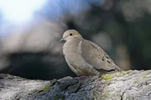 Zenaida: Mourning Dove