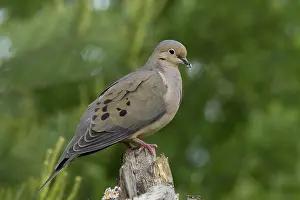 Zenaida: Mourning Dove