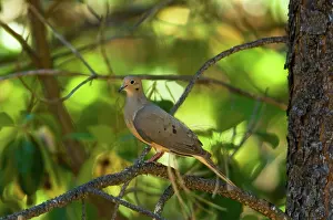 Zenaida: Mourning Dove