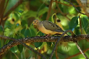 Zenaida: Mourning Dove