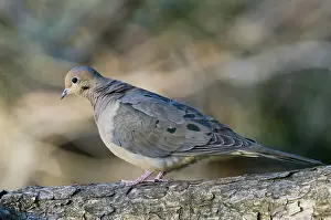 Zenaida: Mourning Dove