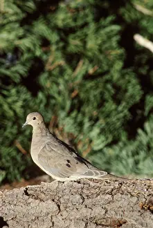 Zenaida: Mourning Dove
