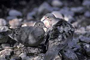 Zenaida: Mourning Dove
