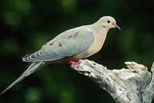 Zenaida: Mourning Dove
