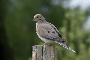 Zenaida: Mourning Dove