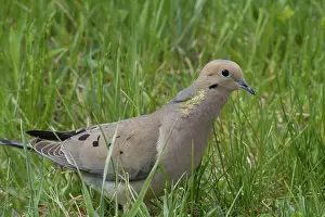 Zenaida: Mourning Dove