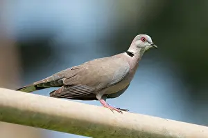Pipe: Mourning Dove