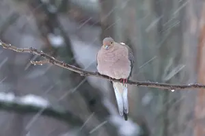 Warmth: Mourning Dove