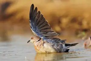 Mare: Mourning Dove