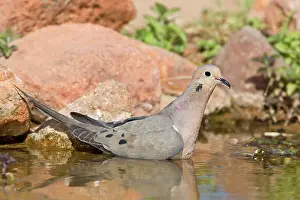 Zenaida: Mourning Dove bathing
