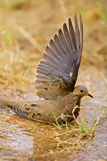 Temporary: Mourning Dove - Bathing in temporary pool