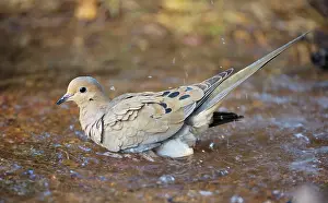 Temporary: Mourning Dove - Bathing in temporary pool