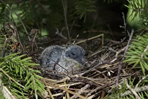 Zenaida: Mourning Dove Chick