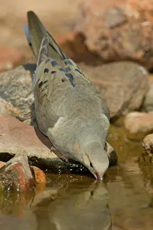 Zenaida: Mourning Dove drinking