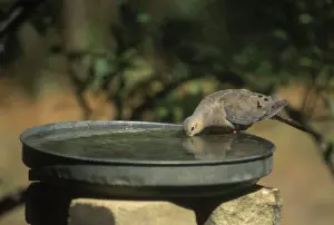 Zenaida: Mourning Dove Drinking