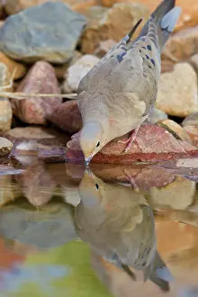 Zenaida: Mourning Dove - drinking from a backyard pond
