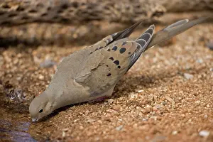 Zenaida: Mourning Dove - drinking from pool
