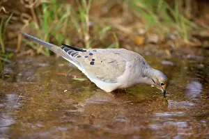 Temporary: Mourning Dove - Drinking from temporary pool