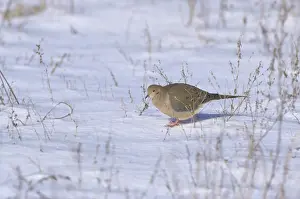 Zenaida: Mourning Dove Eating Seeds