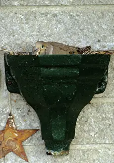 Zenaida: Mourning Dove in Nest
