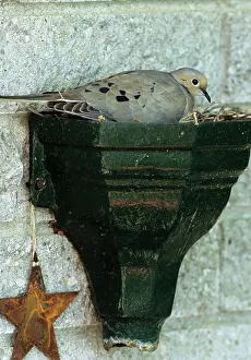 Zenaida: Mourning Dove in Nest