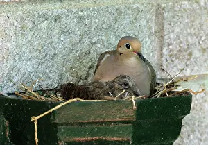 Zenaida: Mourning Dove in Nest