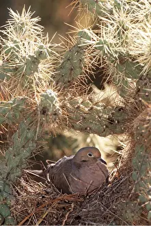 Dove: MOURNING DOVE - on nest in cactus