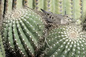 Doves: MOURNING DOVE - on nest in Sagauro cactus