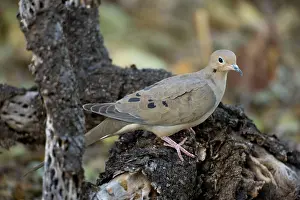 Zenaida: Mourning Dove - On nest in Saguaro Cactus