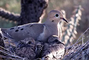 Dove: MOURNING DOVE - nests with young