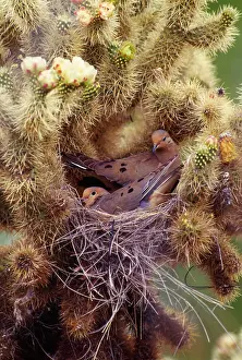 Mourning: Mourning Dove - pair in nest