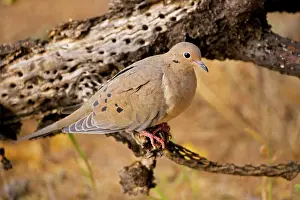 Zenaida: Mourning Dove - perched