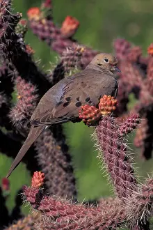 Zenaida: Mourning Dove - On prickly pear cactus